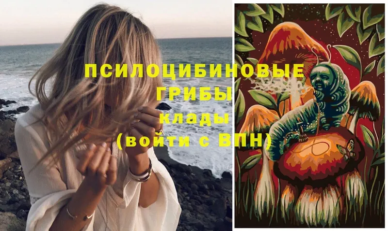 Галлюциногенные грибы Psilocybe Отрадное